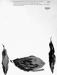 Dothidea melanoplaca image